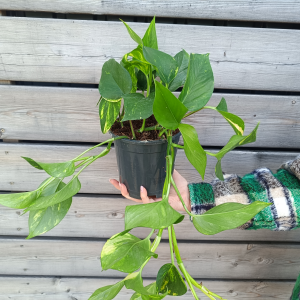 Epipremnum (Potosovec zlatý) ´AUREUM´ - kont. C1,5L, výška: 30-35 cm - závesný kvetináč